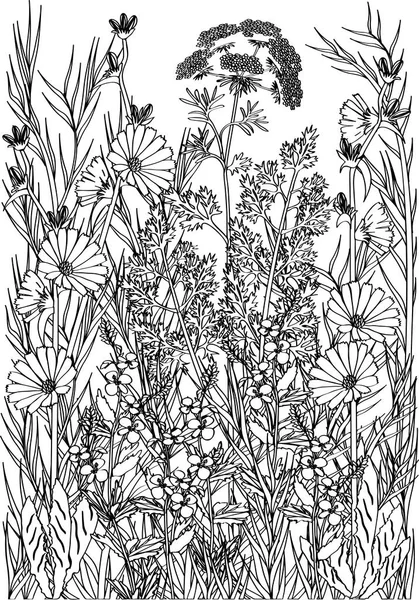 Målarbok Blommor Och Växter För Meditation — Stock vektor