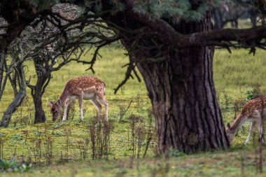 Hollanda ormanında genç bir geyik