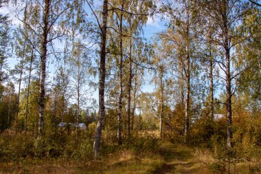 Mavi gökyüzüne karşı sarı sonbahar yapraklı ağaçlar