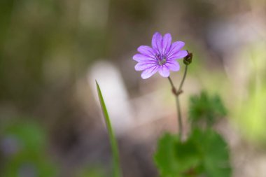 Bulanık arkaplanda sardunya çiçeği