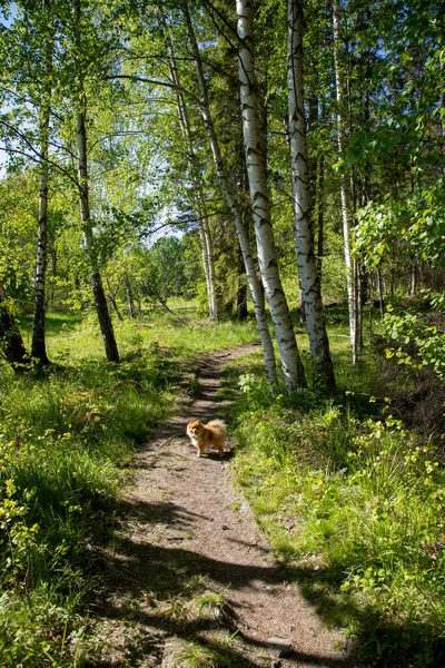 Caminho Pedestre Bosque Bétula Dia Verão — Fotografia de Stock