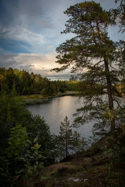 Schweden Abends Bewölkter Himmel Über Dem See Einsamer Baum Einem — Stockfoto