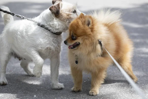 Genç Kızıl Spitz ve Papaz Russell Terrier yürüyüşe çıktılar.