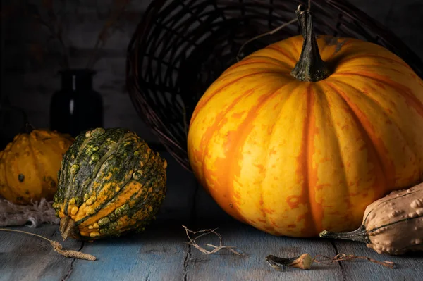 Ahşap bir masada çok renkli balkabakları