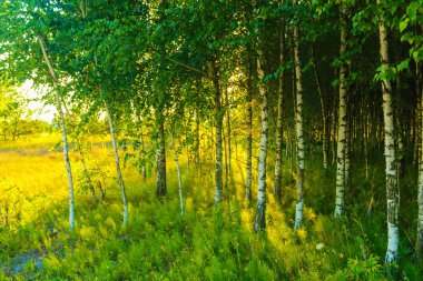 Huş ağacı koru ve güneş. Bahar. Yaz