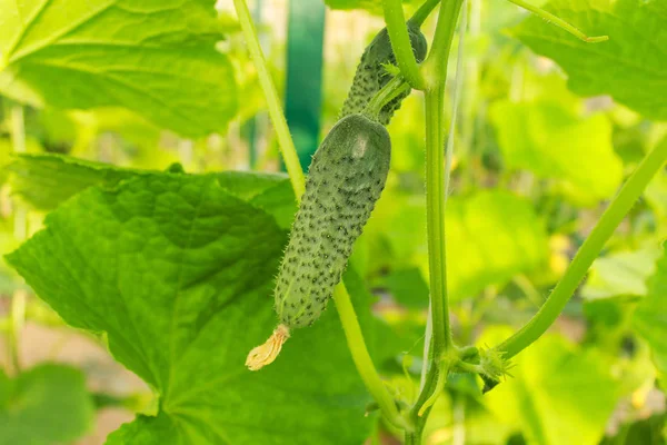 Komkommer Groeit Tuin Groei Bloei Van Broeikasgassen Komkommers Verticaal Groeiende — Stockfoto