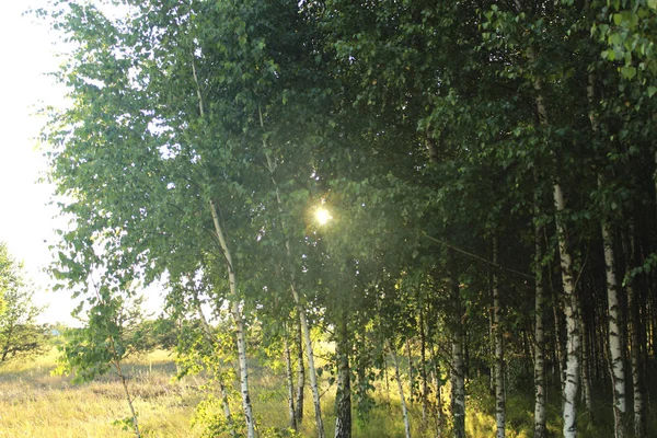 Huş ağacı koru ve güneş. Bahar. Yaz