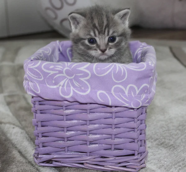 Bir sepet içinde oturan İngiliz yavru kedi — Stok fotoğraf