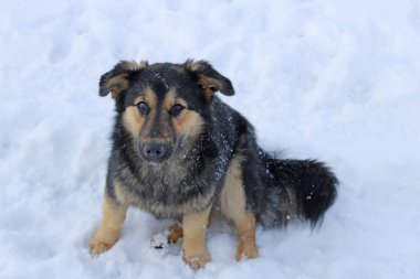 kar üzerinde oturan üzgün sokak köpeği