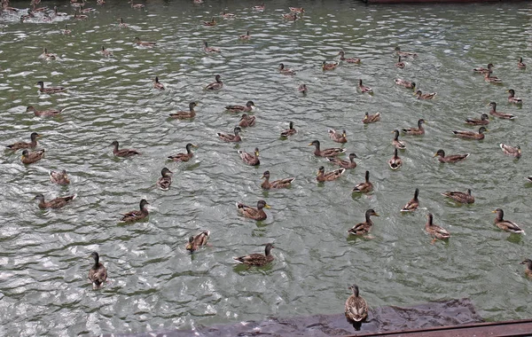 Canards migrateurs sauvages nagent dans l'étang — Photo