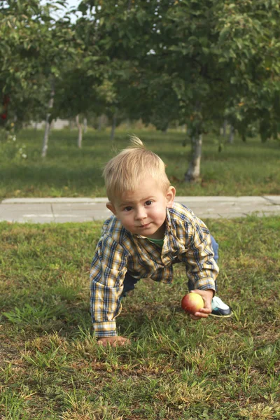 Kleiner Junge isst roten Apfel im Obstgarten. — Stockfoto