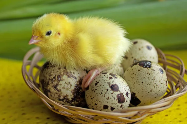 Bebek Bıldırcın yumurta bir sepet içinde oturan. Paskalya. Yeni bir hayata doğum kavramı — Stok fotoğraf