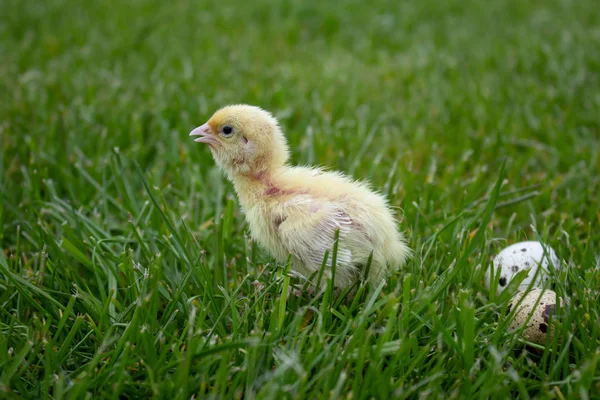 Little quail chick with eggs in green grass. Texas Quail