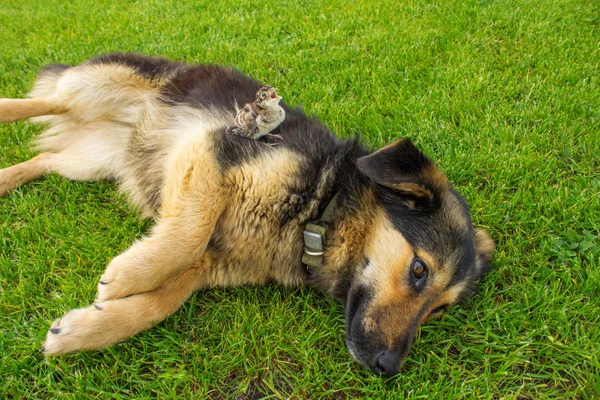 köpek ve kuş. Bir köpeğin üzerinde oturan sülün yavrusu. Hayvanlar arası dostluk