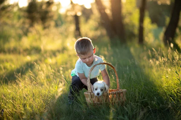 Μικρό αγοράκι βάζει ένα χαριτωμένο κουτάβι σε ένα ψάθινο καλάθι στο ηλιοβασίλεμα στο δάσος. Η έννοια της φιλίας, της ευτυχίας, της χαράς και της παιδικής ηλικίας — Φωτογραφία Αρχείου