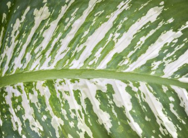 Doku diphenbachia Bahçe listesi