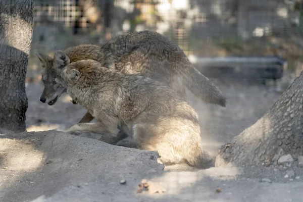 Kurtlar dinlendikten sonra oynuyor