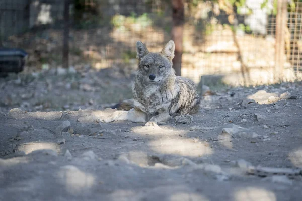 Hayvanat bahçesinde Avrupa kurt
