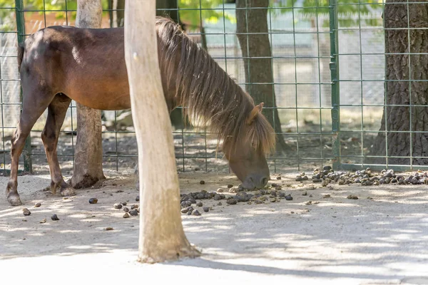 Hayvanat bahçesinde küçük at