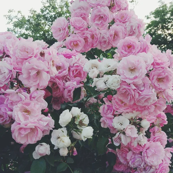 Rosa Ros Blomma Våren — Stockfoto