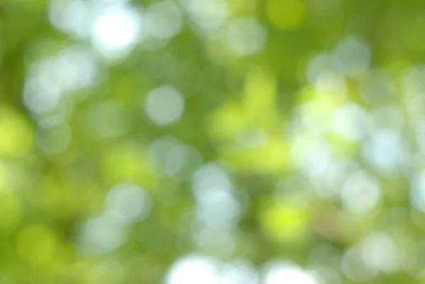 Blurred Green Natural Background Bokeh — Stock Photo, Image