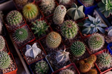 Bahçedeki küçük tencere çeşitli tür bir küçük kaktüs dikti