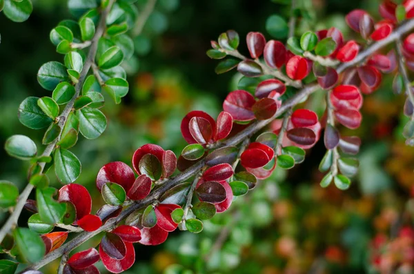 赤い果実と葉を持つ明るい枝 自然な背景 — ストック写真