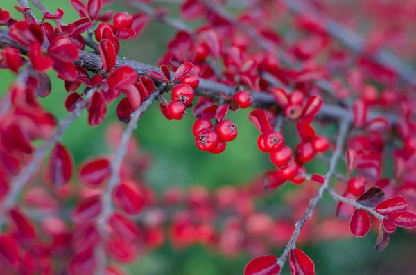 赤い果実と葉を持つ明るい枝 自然な背景 — ストック写真