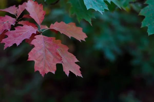 Sonbahar kırmızı meşe yaprakları. Doğal arkaplan.