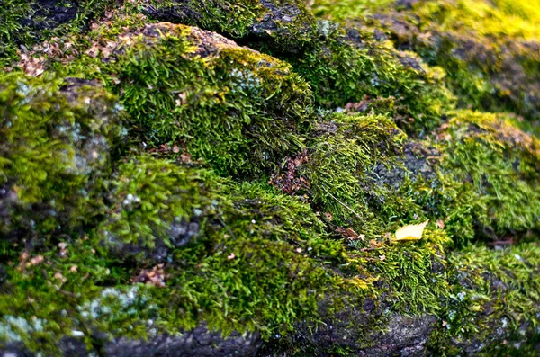 Textura da madeira coberta com musgo verde — Fotografia de Stock