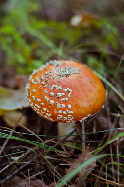 天野麝香是一种有毒的蘑菇 — 图库照片