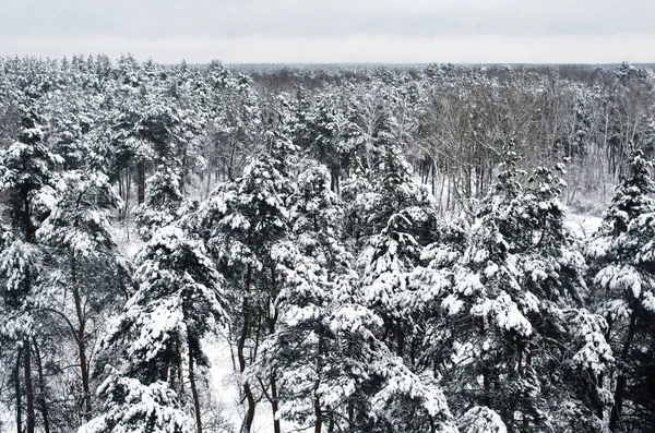 Kar kış orman peyzaj ağaçları ile kaplı