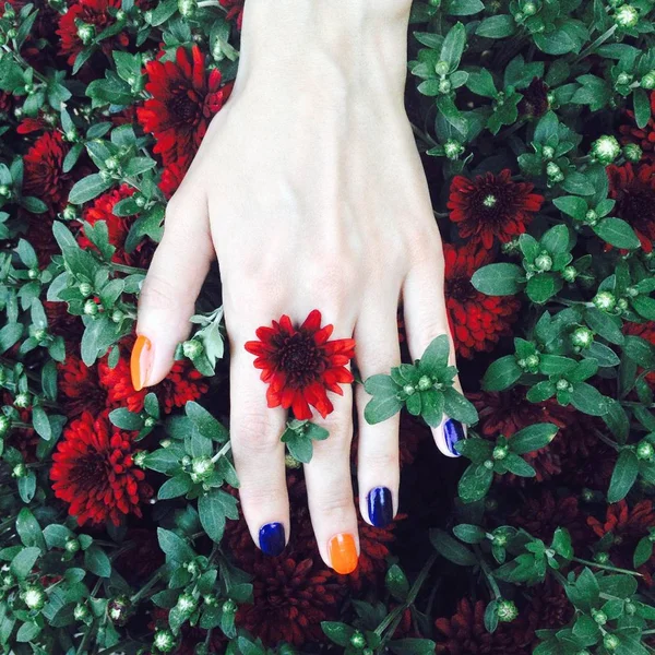 Hands Frame Concept Woman Hand Colorful Bright Manicure Fresh Flowers — Stock Photo, Image