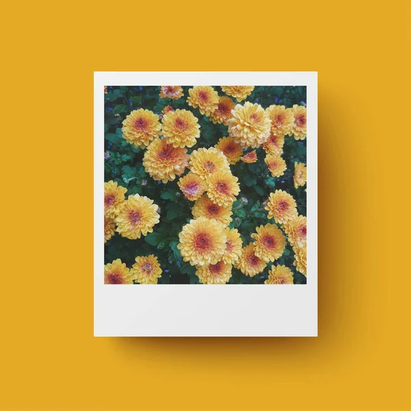 Tarjeta Fotográfica Sobre Fondo Amarillo Postal Con Flores Amarillas —  Fotos de Stock