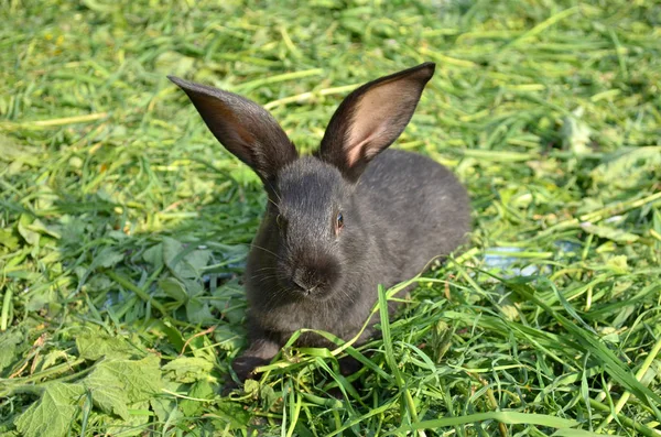 Conejo negro en el fondo de hierba verde foto de cerca —  Fotos de Stock