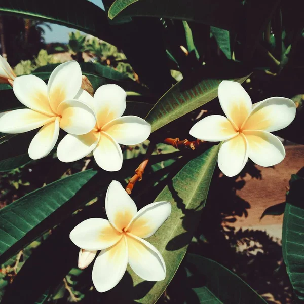 Plumeria vit frangipani tropisk blomma, plumeria spa blomma — Stockfoto