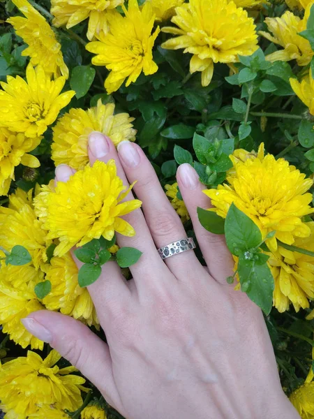 Händer Frame Konceptet Kvinnas Hand Med Silverring Färska Gula Blommor — Stockfoto