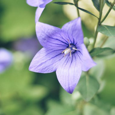 Campanula mavi çan çiçek yakın