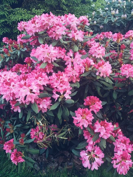 Rhododendron plantas en flor con flores Azalea arbustos en el parque. Plantas de Rhododendron en flor . —  Fotos de Stock