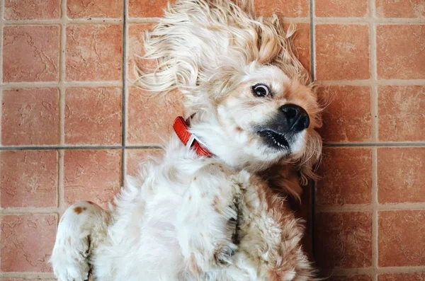 Cocker Spaniel Dog — Stock Photo, Image