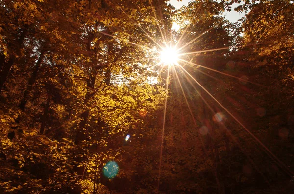 Sonbahar ormanındaki ağaçlar gökyüzüne karşı