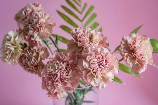 Bunga anyelir merah muda dengan latar belakang merah muda Stok Foto