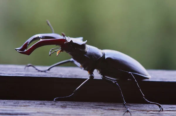 Jeleń męski Lucanus cervus — Zdjęcie stockowe