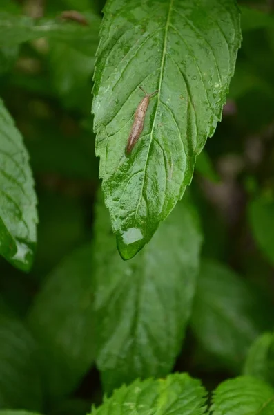 긴 녹색 잎 위에 있는 민달팽이 — 스톡 사진