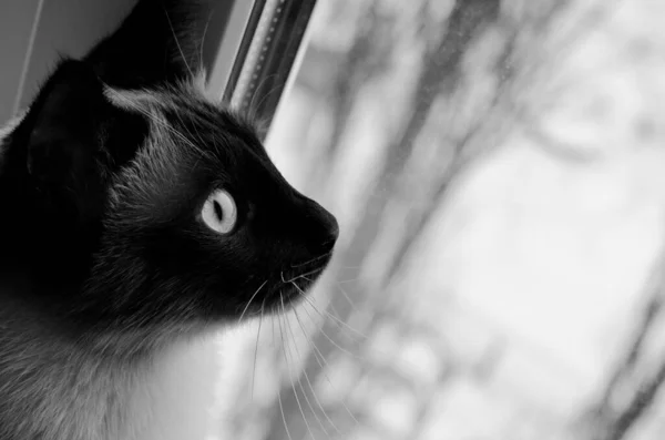 Chocolate-point gato tailandés mirando a la ventana — Foto de Stock