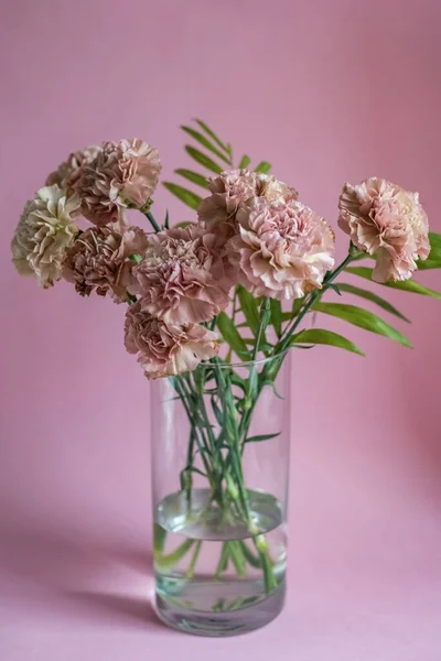 Pink carnation flowers on pink background Stock Picture