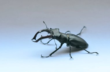 Erkek geyik böceği Lucanus cervus 