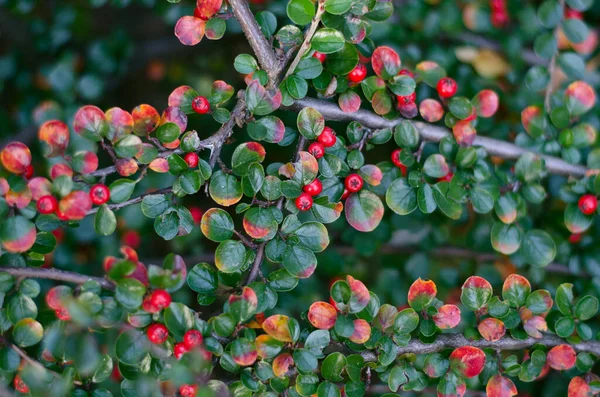 赤い果実の明るい枝-自然な背景 — ストック写真