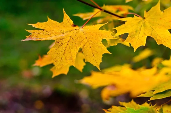 A tree branch with autumn leaves of a maple on a blurred background. — Stock Photo, Image