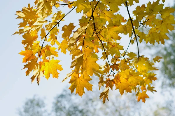 Φθινοπωρινά κίτρινα φύλλα σφενδάμου στον γαλάζιο ουρανό — Φωτογραφία Αρχείου